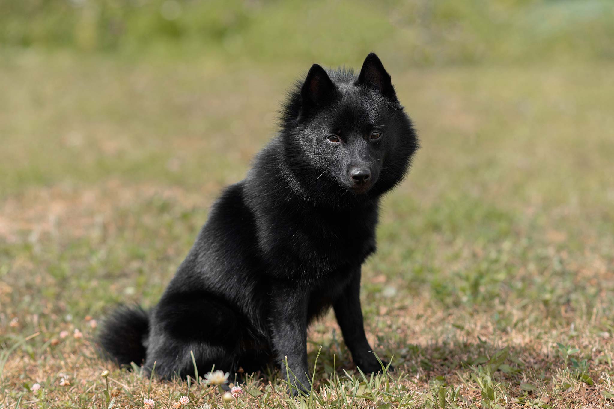 un schipperke