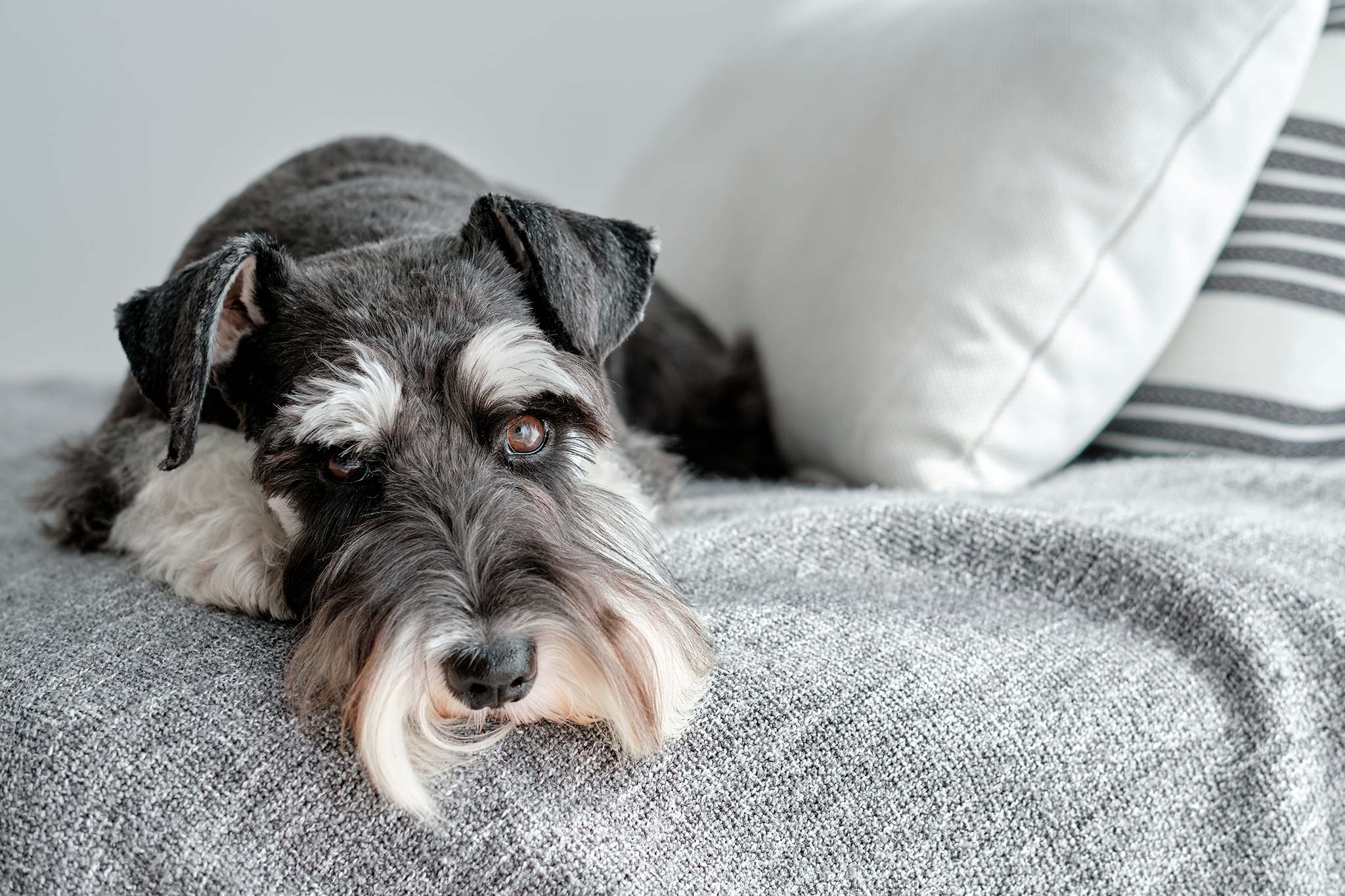 un schnauzer nain