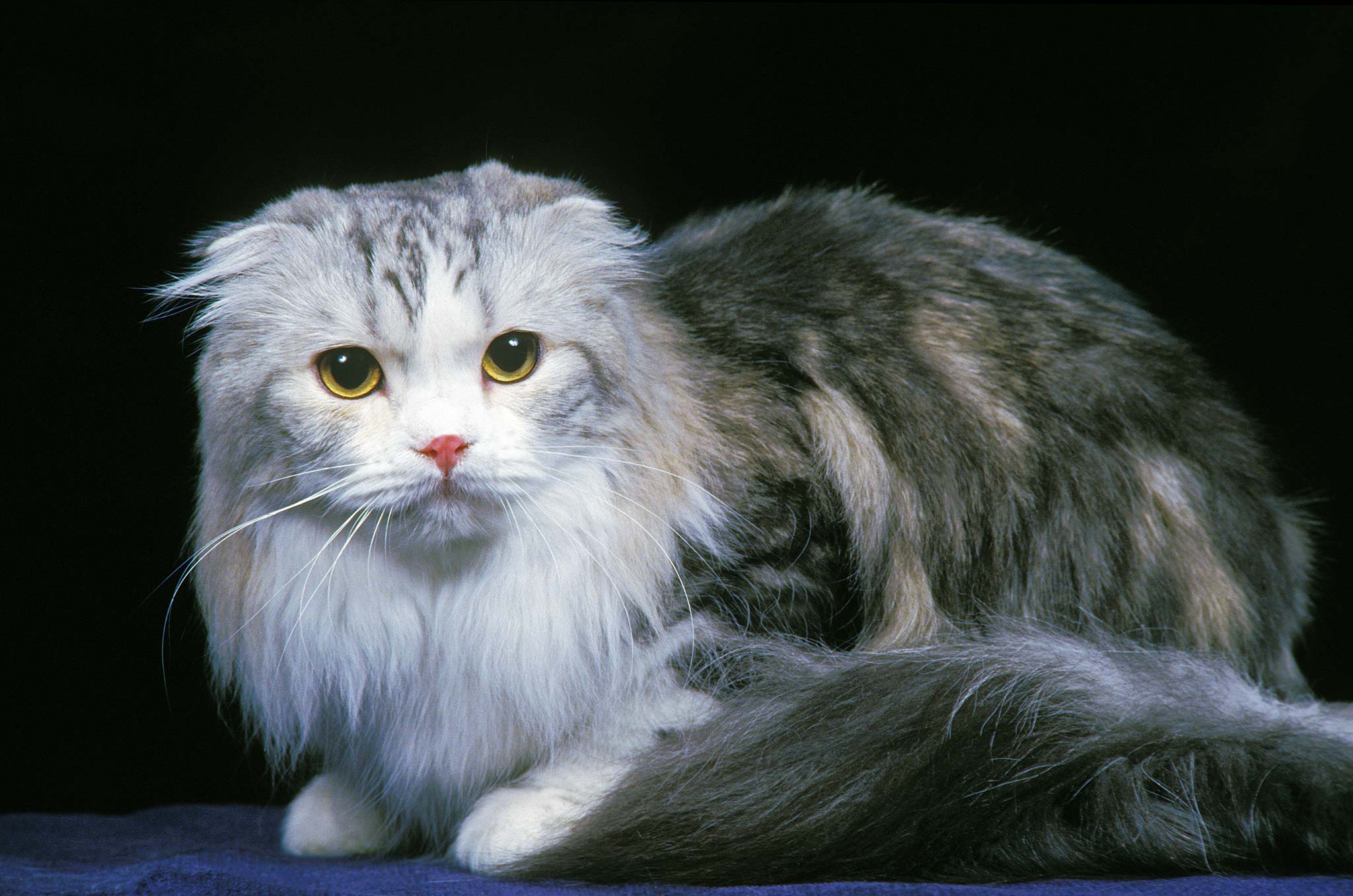 un scottish fold à poil long