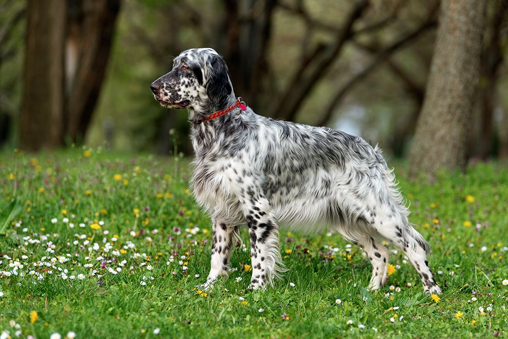 un chien setter anglais