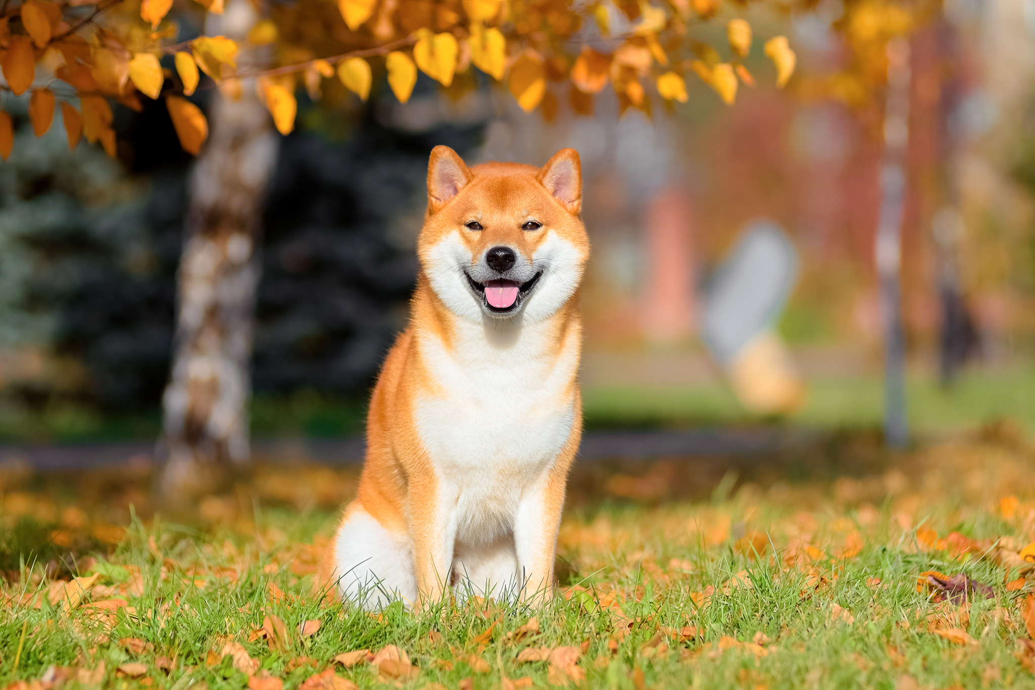 un chien shiba inu