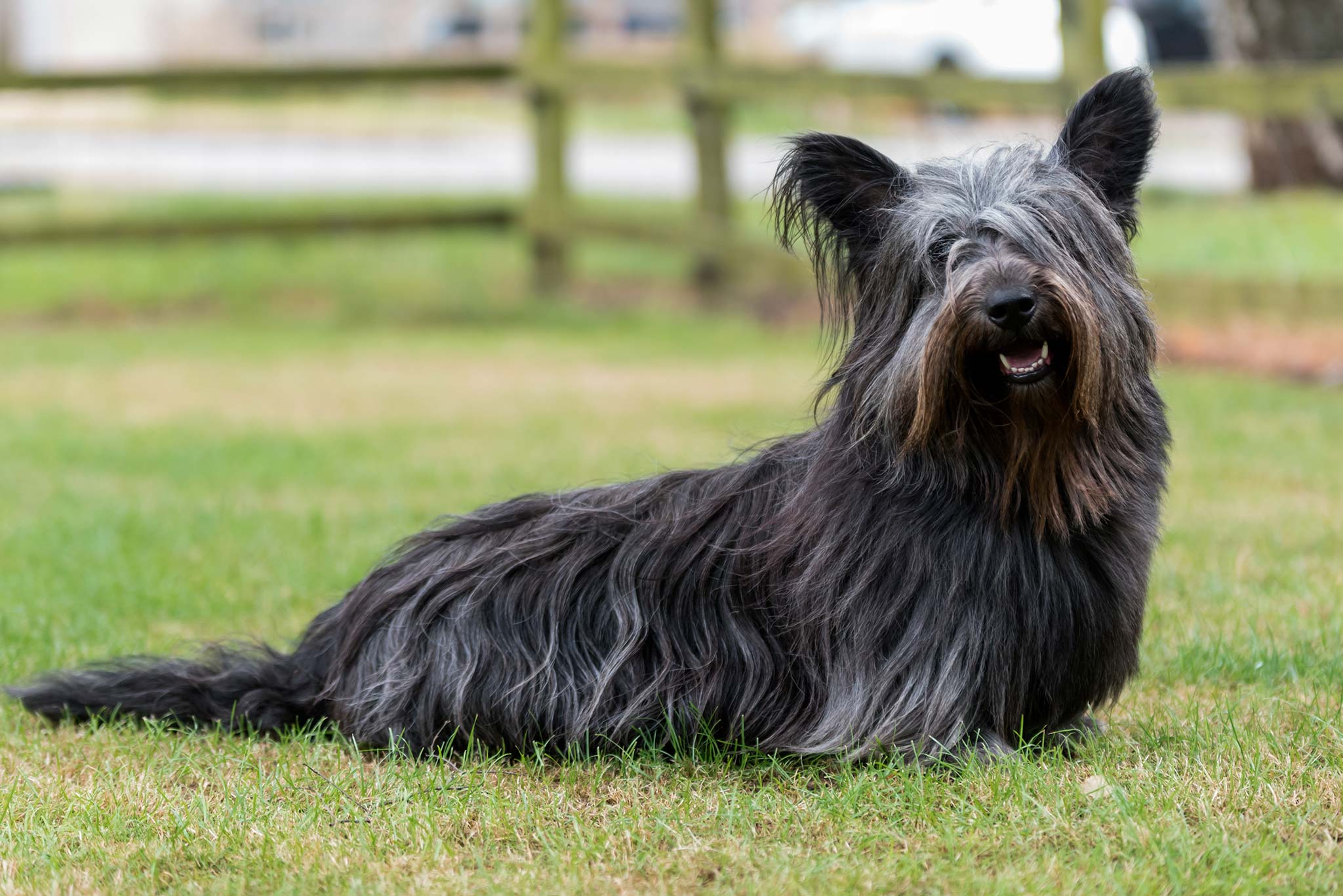 un skye terrier