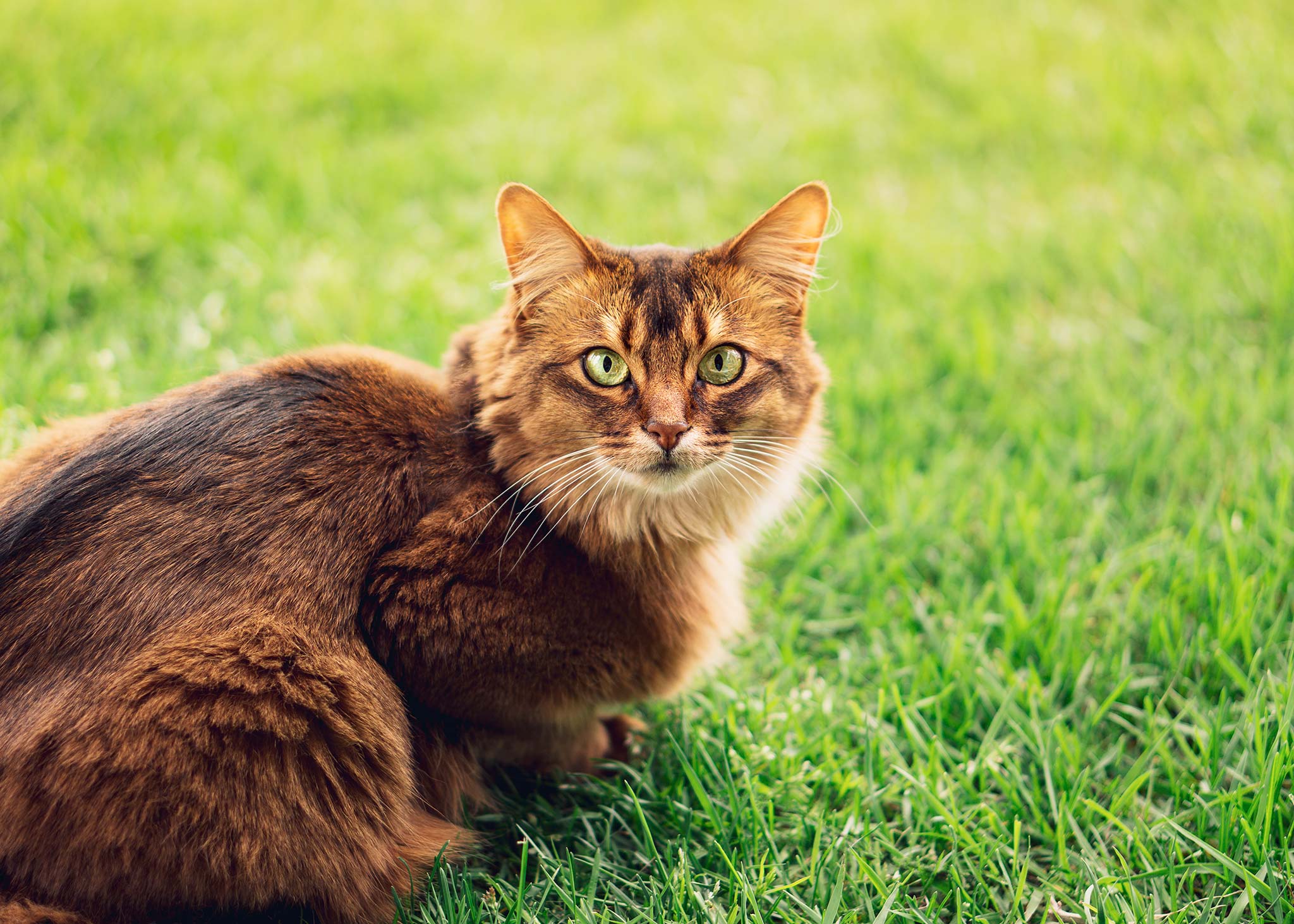 un chat somali