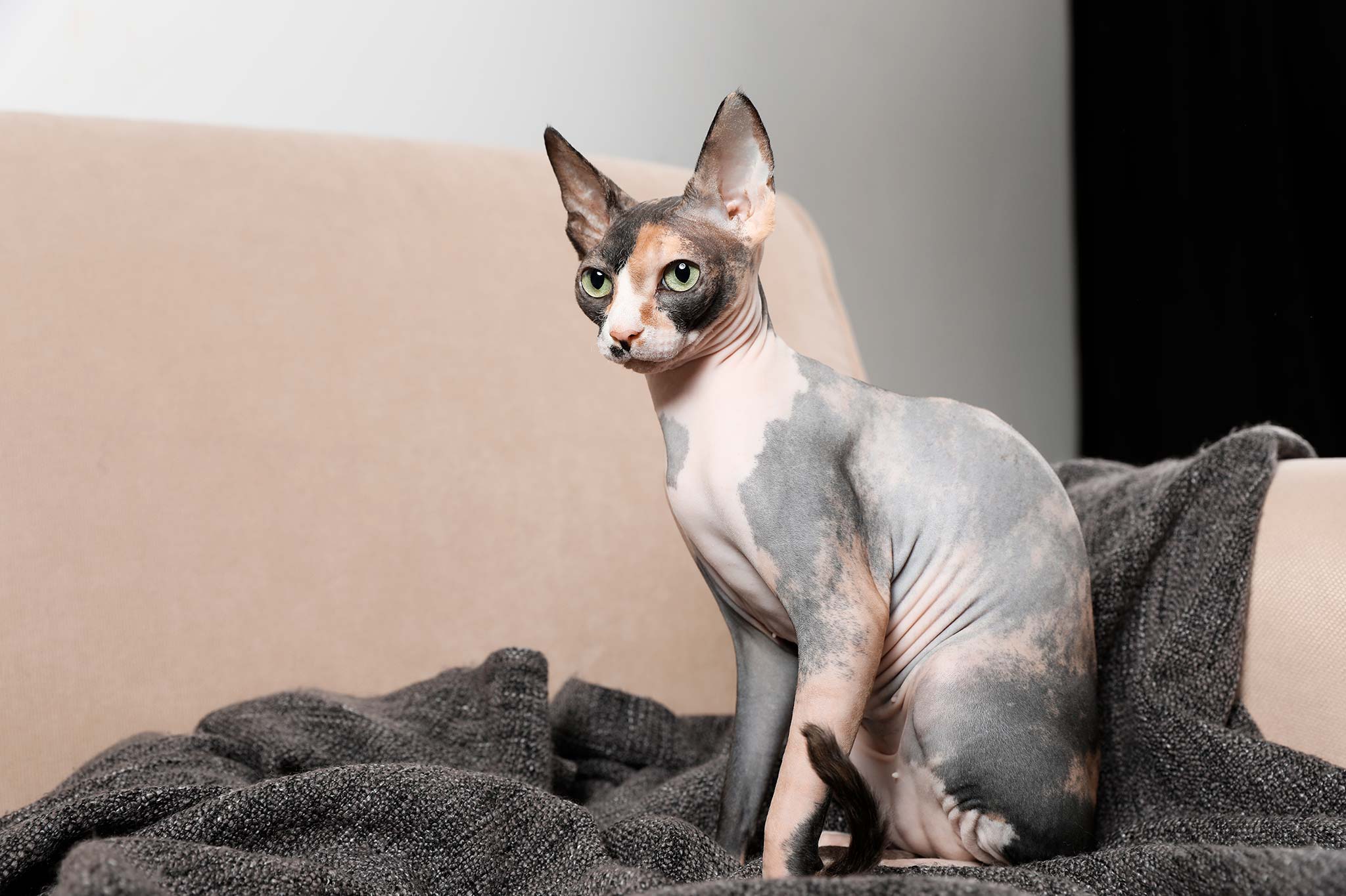 un chat sphynx