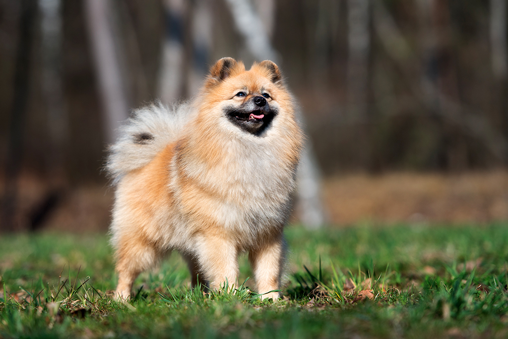 un chien spitz allemand