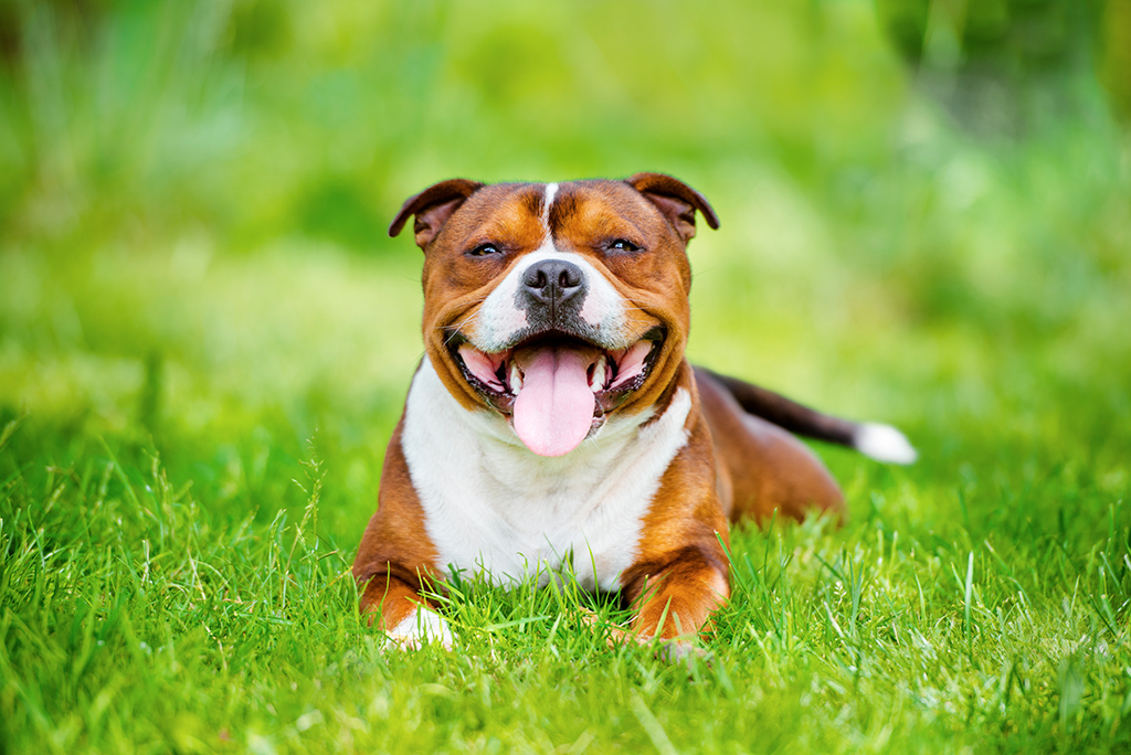 un chien staffordshire bull terrier