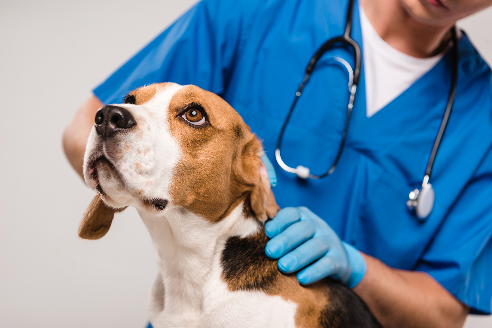 un chien qui a le tétanos