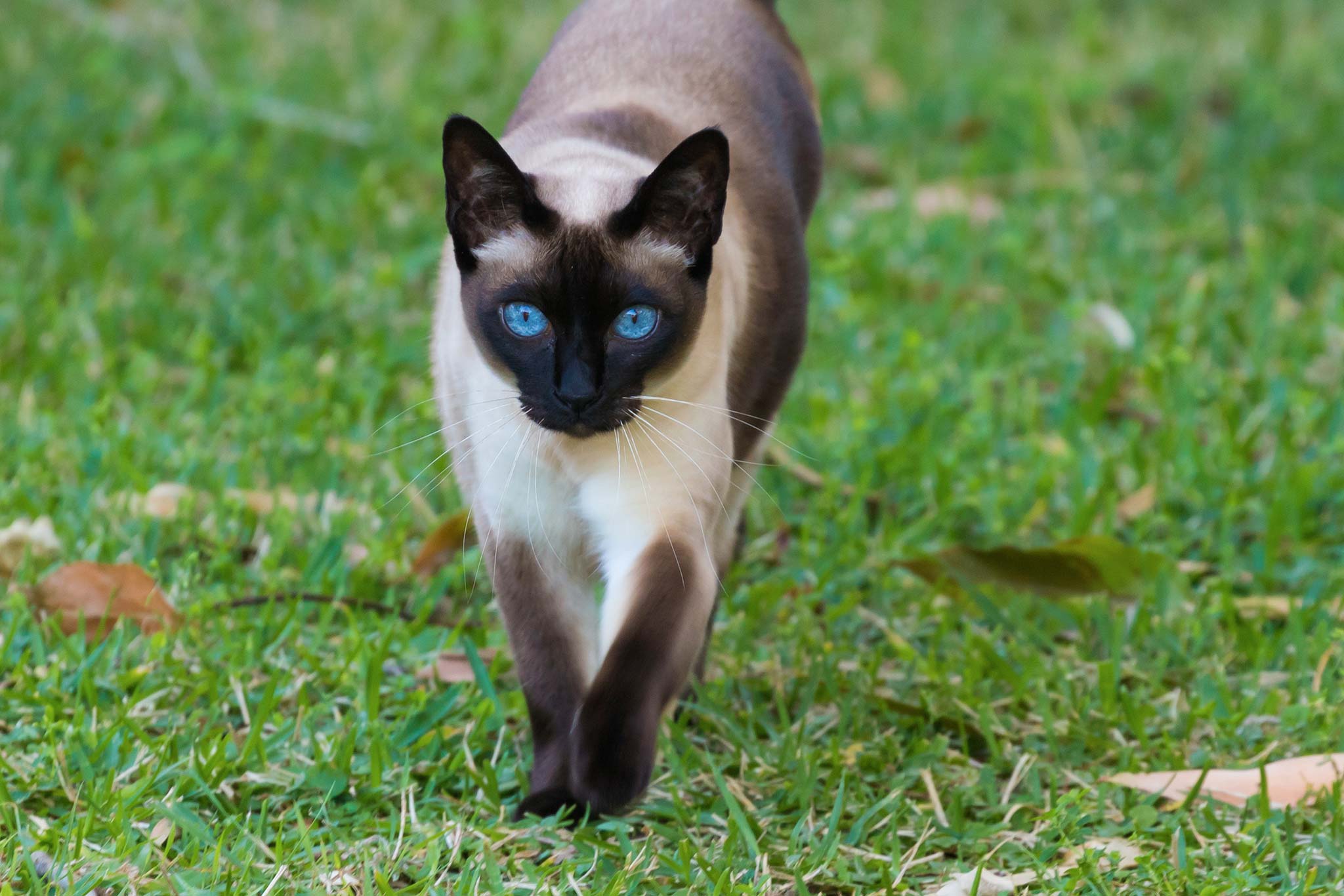 un tonkinois, un chat qui ressemble au siamois