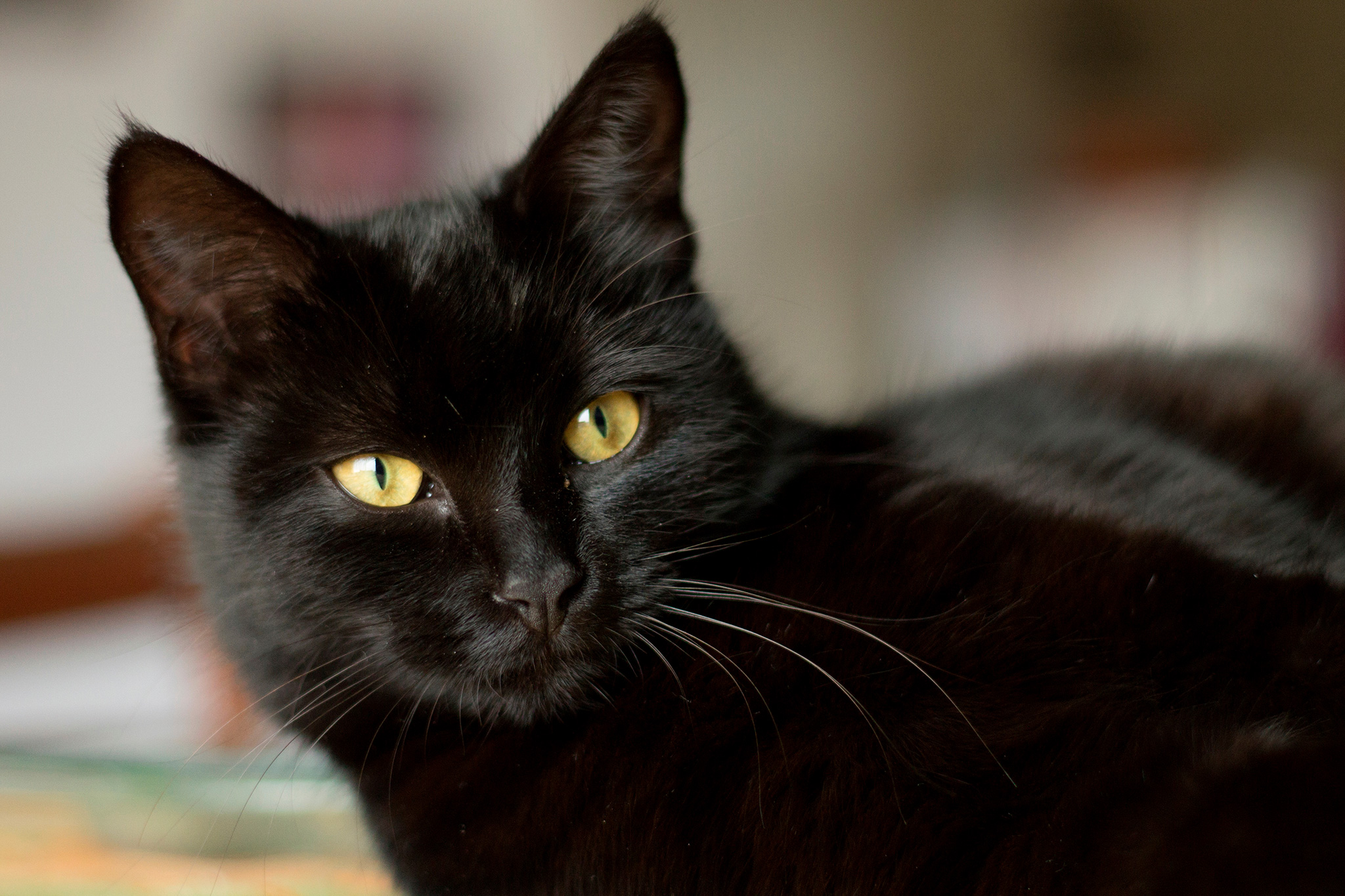 tout savoir sur le chat noir