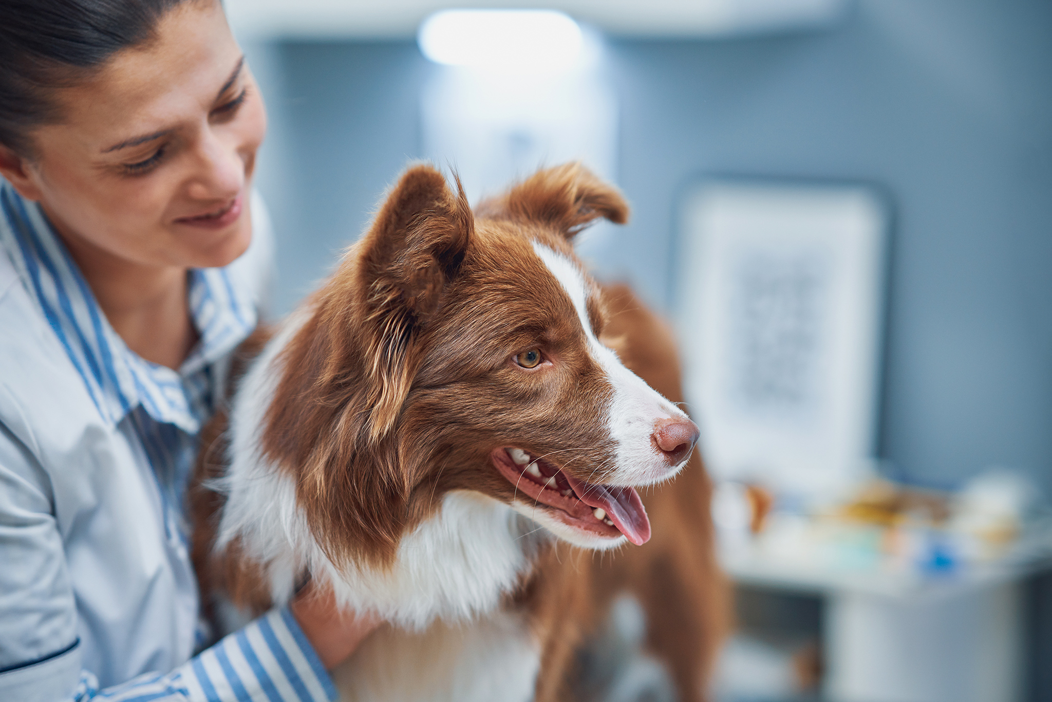 la toxoplasmose chez le chien