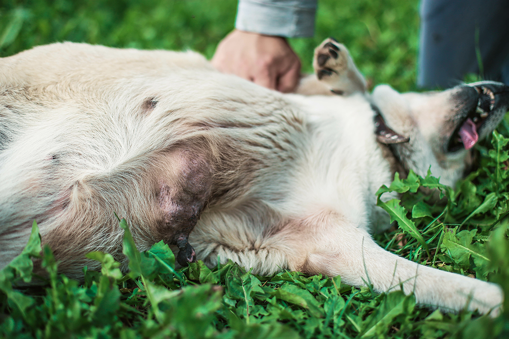 un chien ayant une tumeur mammaire