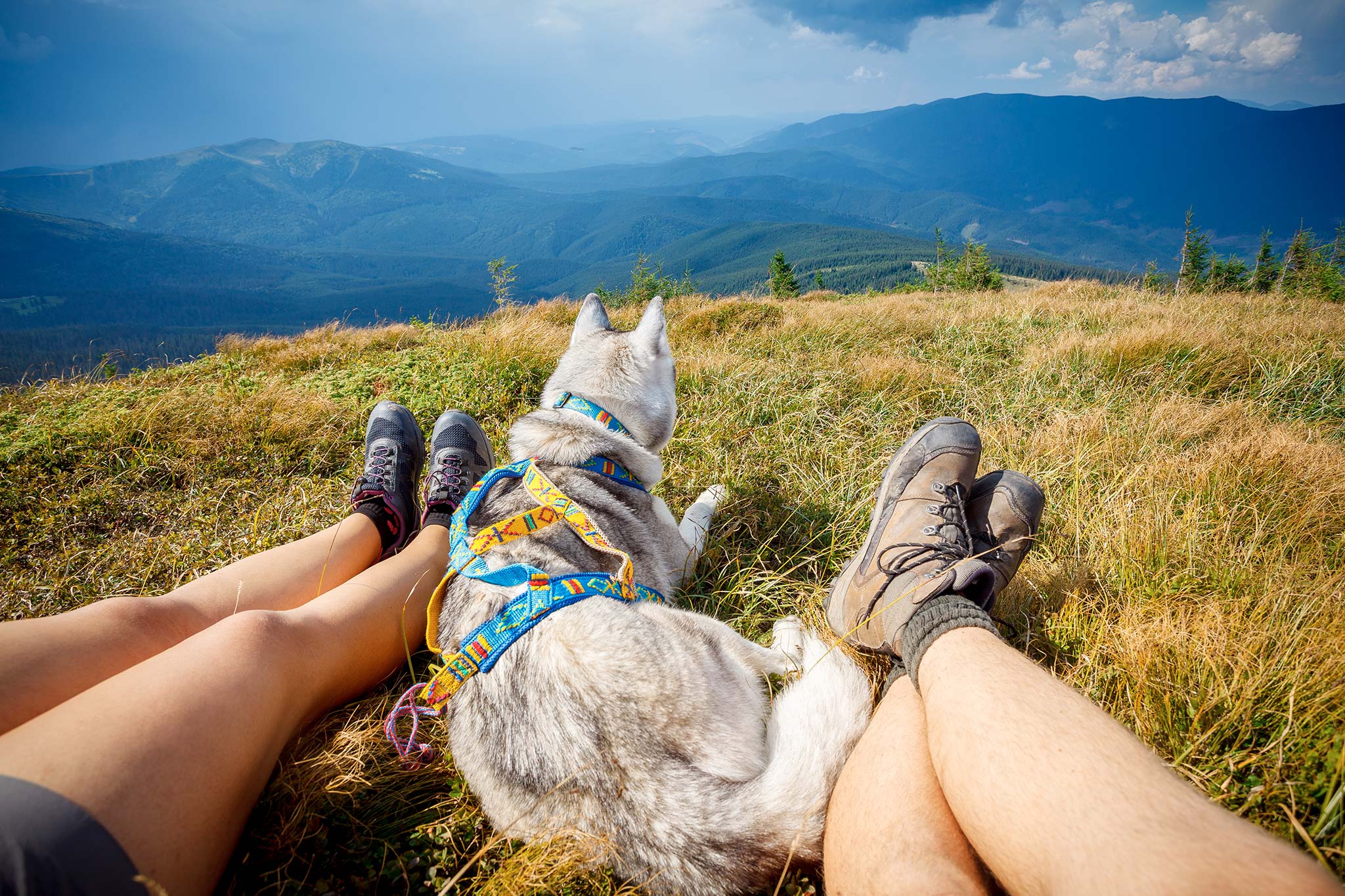 partir en vacances avec son chien à la montagne