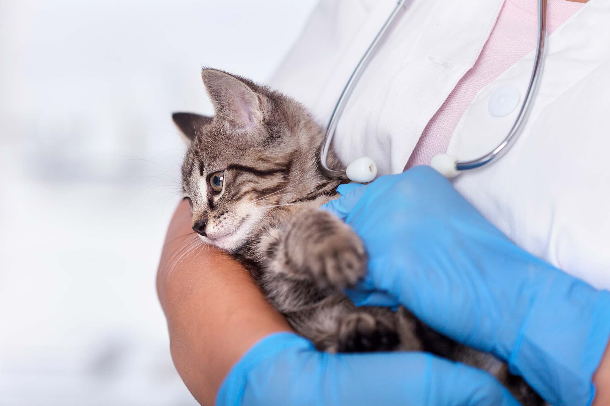 faire vacciner un chaton