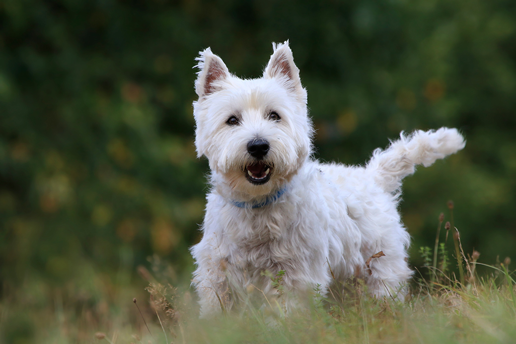 un chien westie